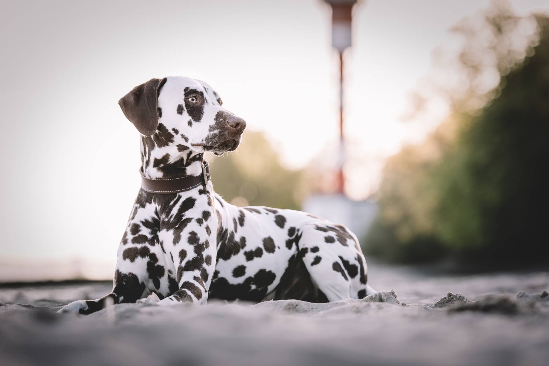Themen-Shooting 11 themenshooting elbstrand dalmatiner hund