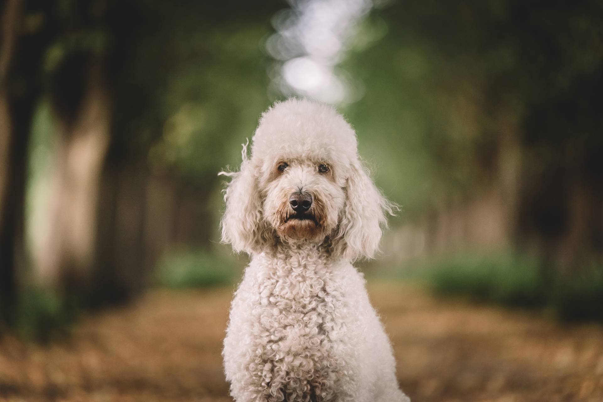 Themen-Shooting 12 themenshooting wald goldendoodle hund