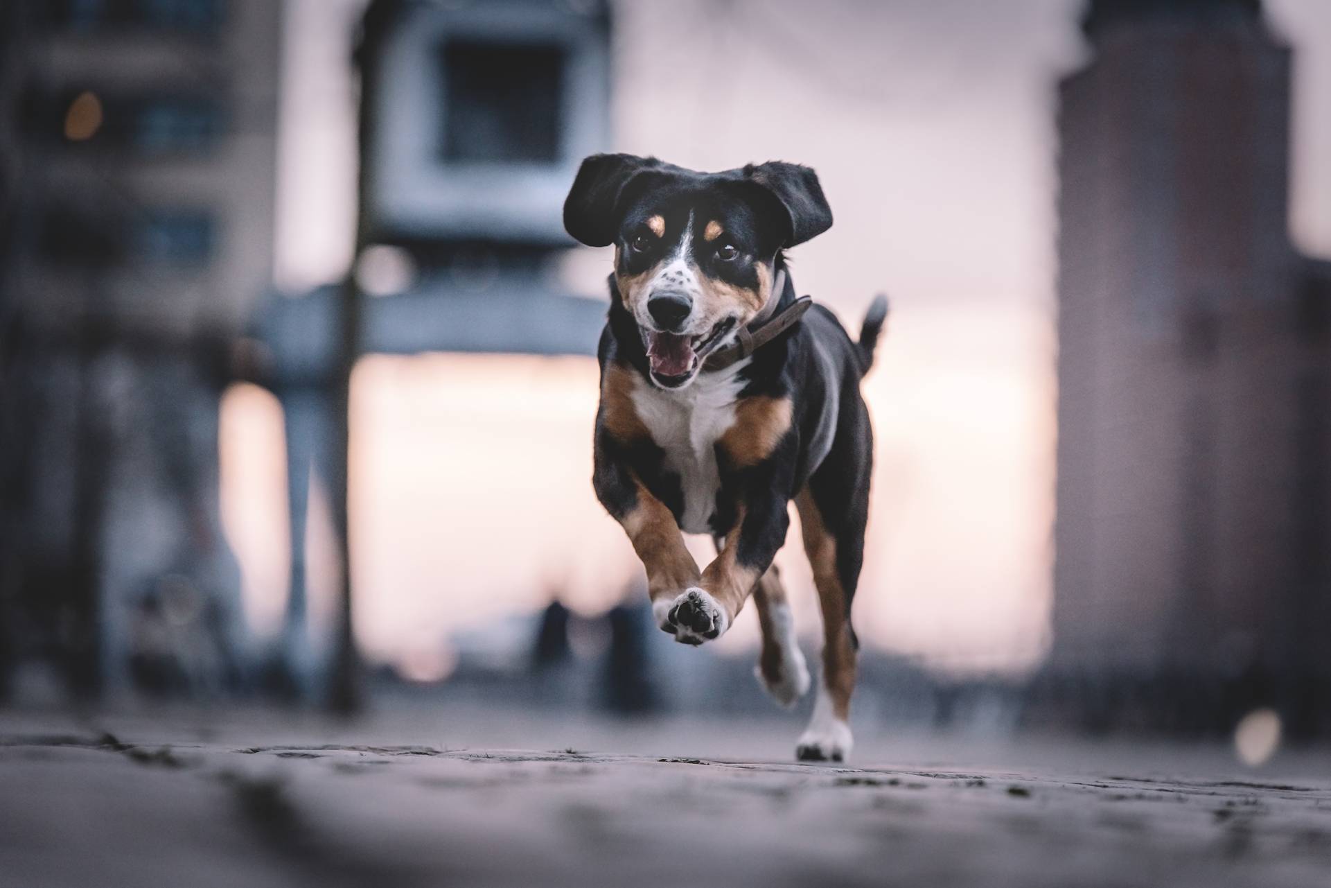 Themen-Shooting 1 themen shooting speicherstadt hafencity entlebucher hund