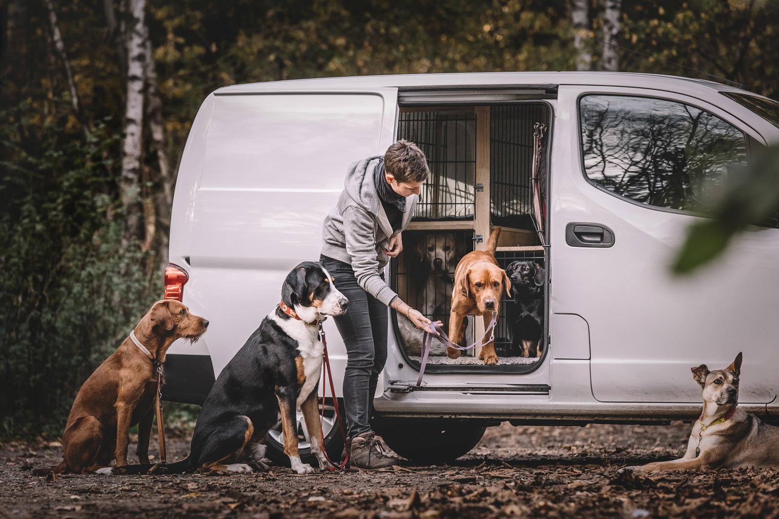 einladen der hunde beim shooting mit prisca