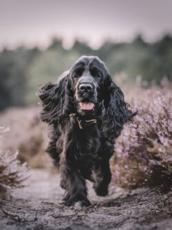 Ada bei Sonnenuntergang in der Heide 5