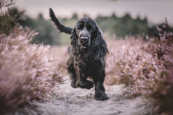 Ada bei Sonnenuntergang in der Heide 7