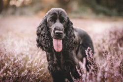 Ada bei Sonnenuntergang in der Heide 2