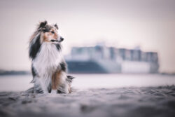 Themenshooting mit Hund in Hamburg an der Elbe.
