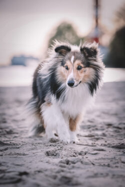 Fotoshooting Elbstrand mit Hund.