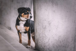 Themenshooting Speicherstadt & Hafencity mit Hund.