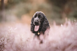 Ada bei Sonnenuntergang in der Heide 6