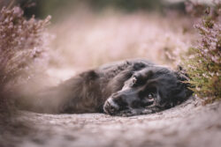 Ada bei Sonnenuntergang in der Heide 4