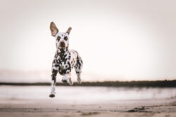 Action-Aufnahmen mit Hund am Elbstrand.