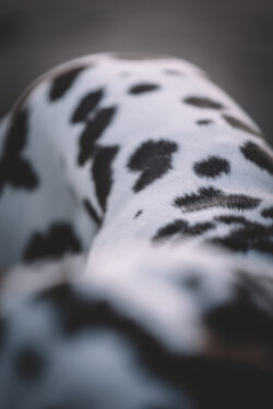 Close up Foto von Dalmatiner Hund.