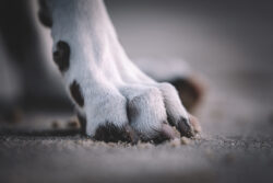 Close up von einer Hundepfote.