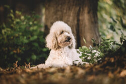 Hund beim Fotoshooting im Wald.