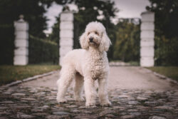 Fotoshooting mit Hund vor den Toren Hamburgs.