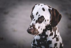 Portraitaufnahme Hund am Strand.