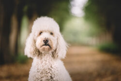 Portrait vom Hund beim Waldshooting.