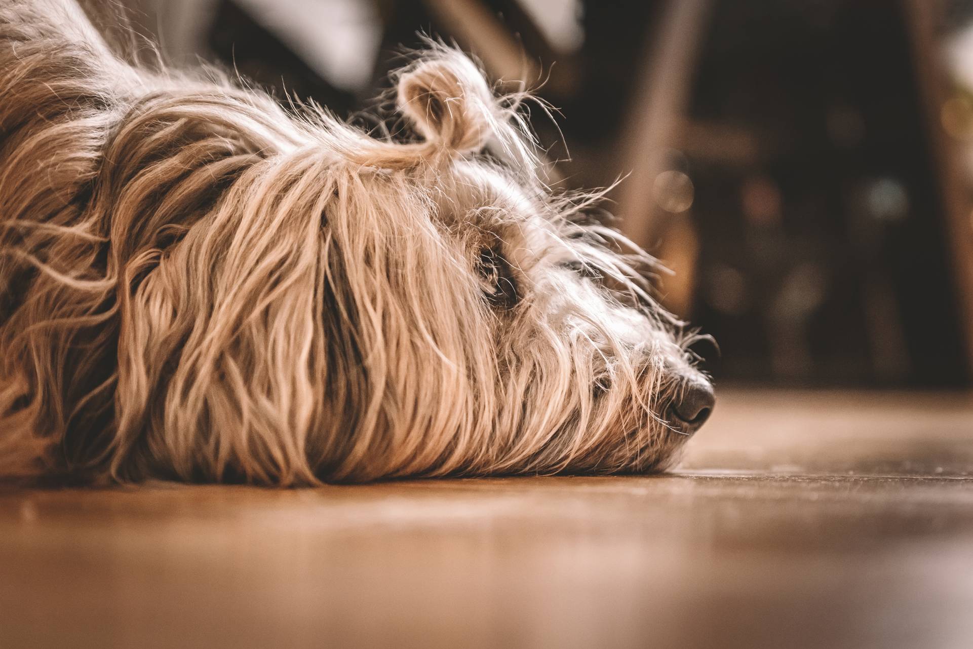 a dogs story aus dem leben eines hundes
