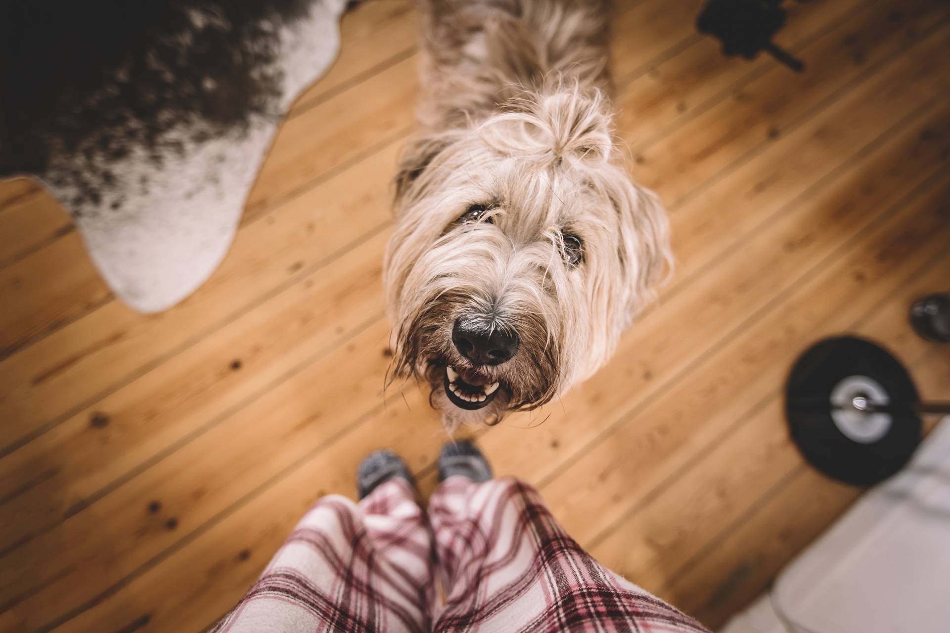 a dogs story aus dem leben