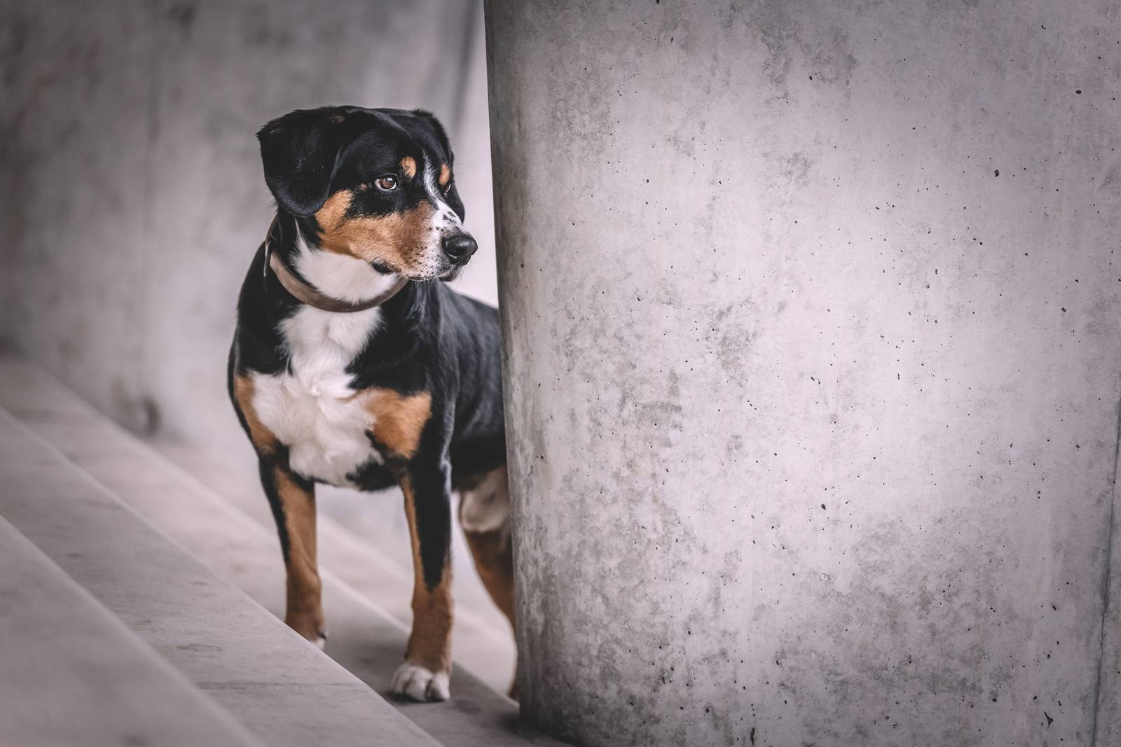 hundefotografie hamburg speicherstadt