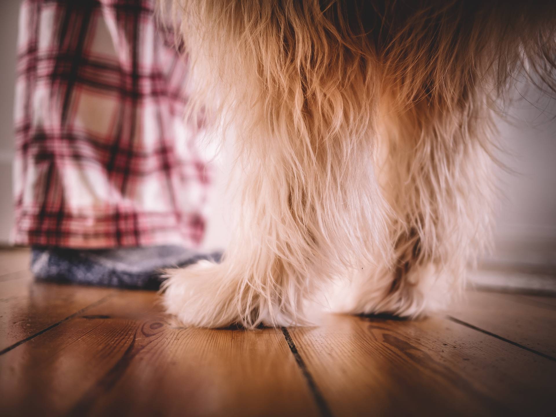 a dogs story erzaehlt geschichten von hunden