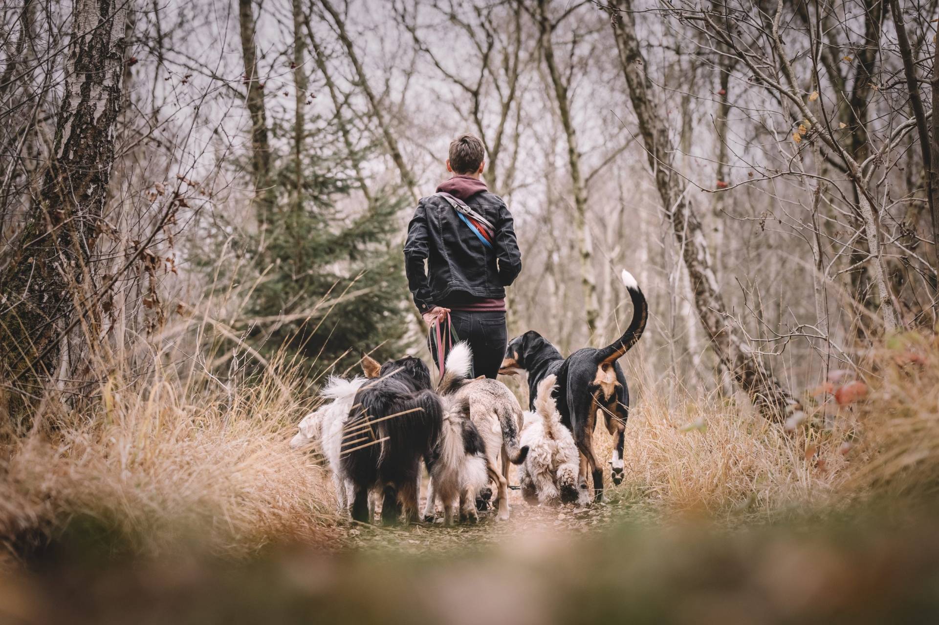 fotoshooting mit hund niedersachsen scaled