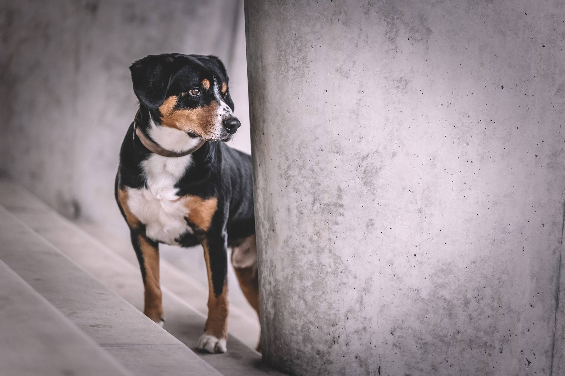 themenshooting speicherstadt hafencity mit hund
