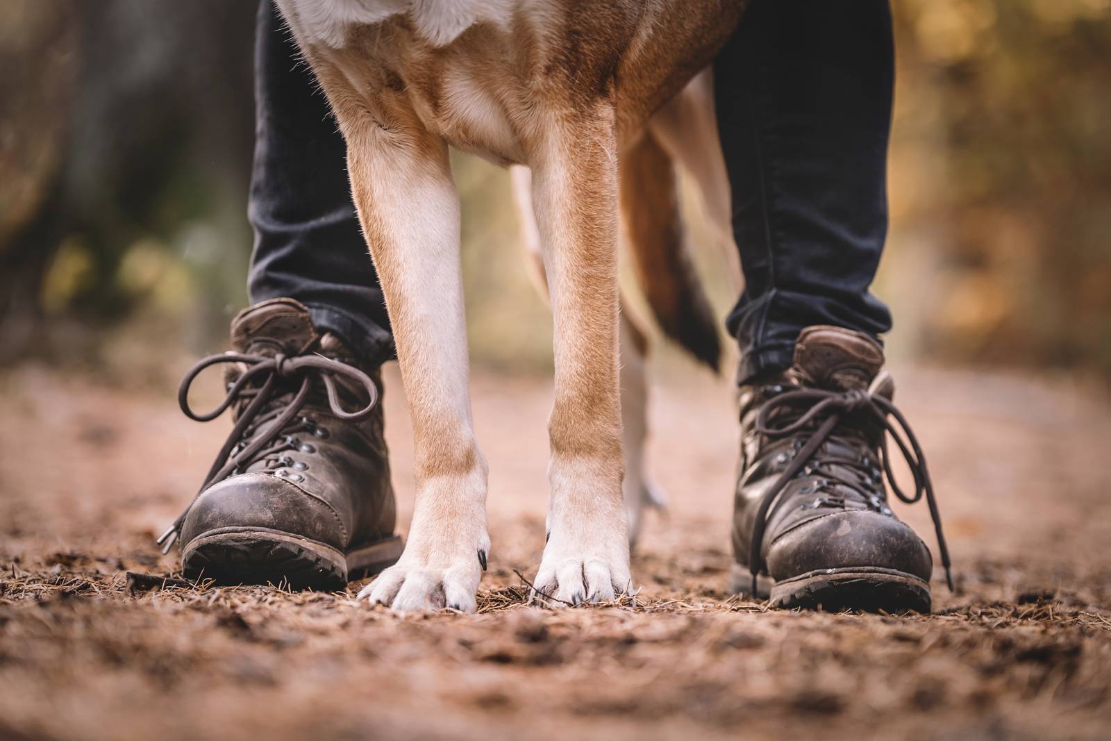 herbstshooting mit hund