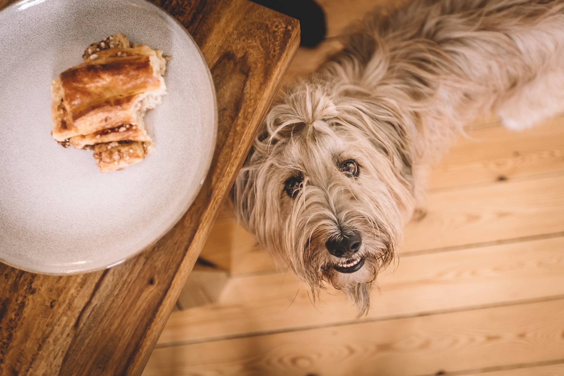 a dogs story fotoshooting mit hund